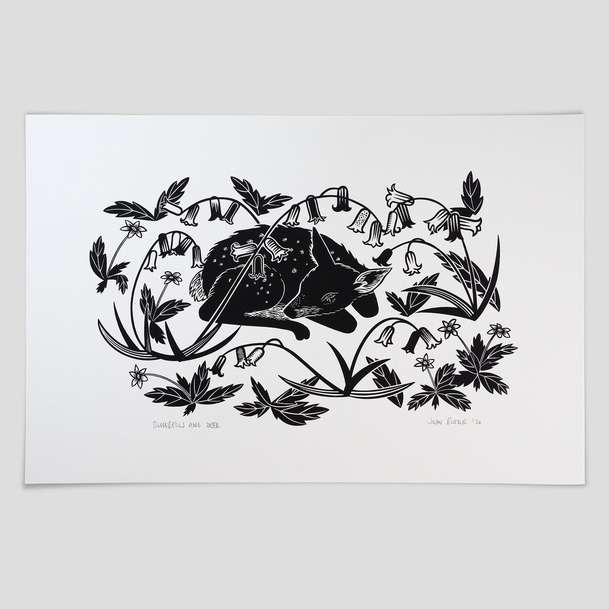 Bluebells and Deer hand pulled screenprint. It depicts a young fawn sleeping amongst bluebells. It is printed in black.