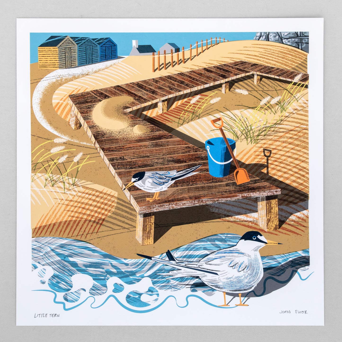 Little Tern, unframed digital print