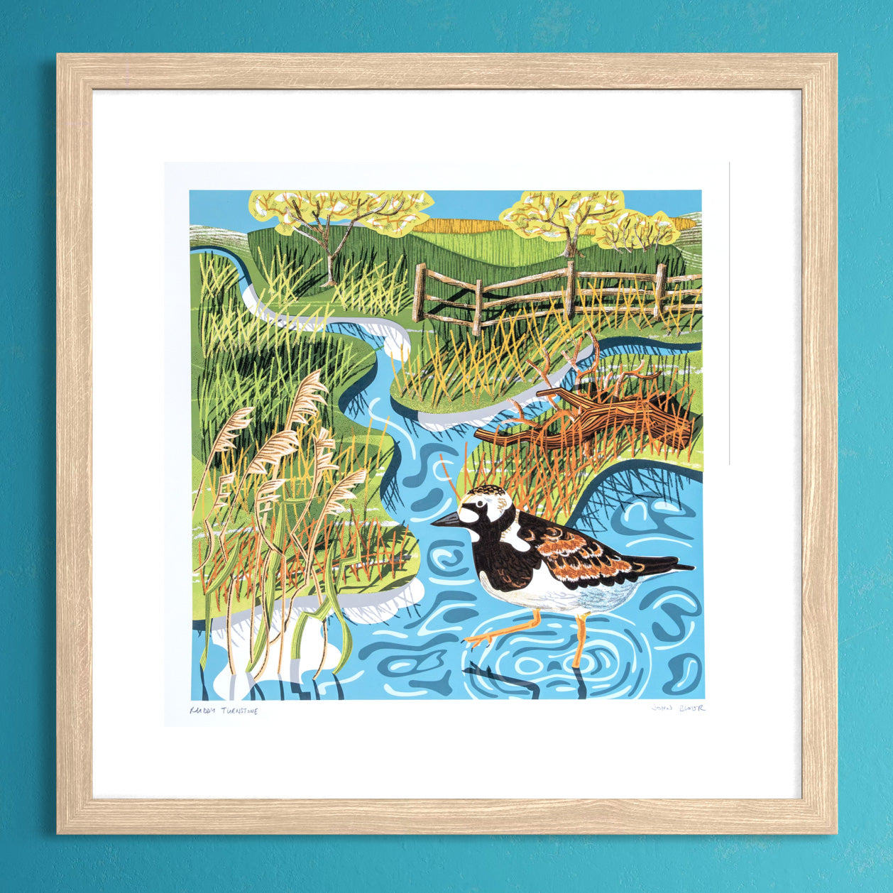 Ruddy Turnstone, unframed digital print
