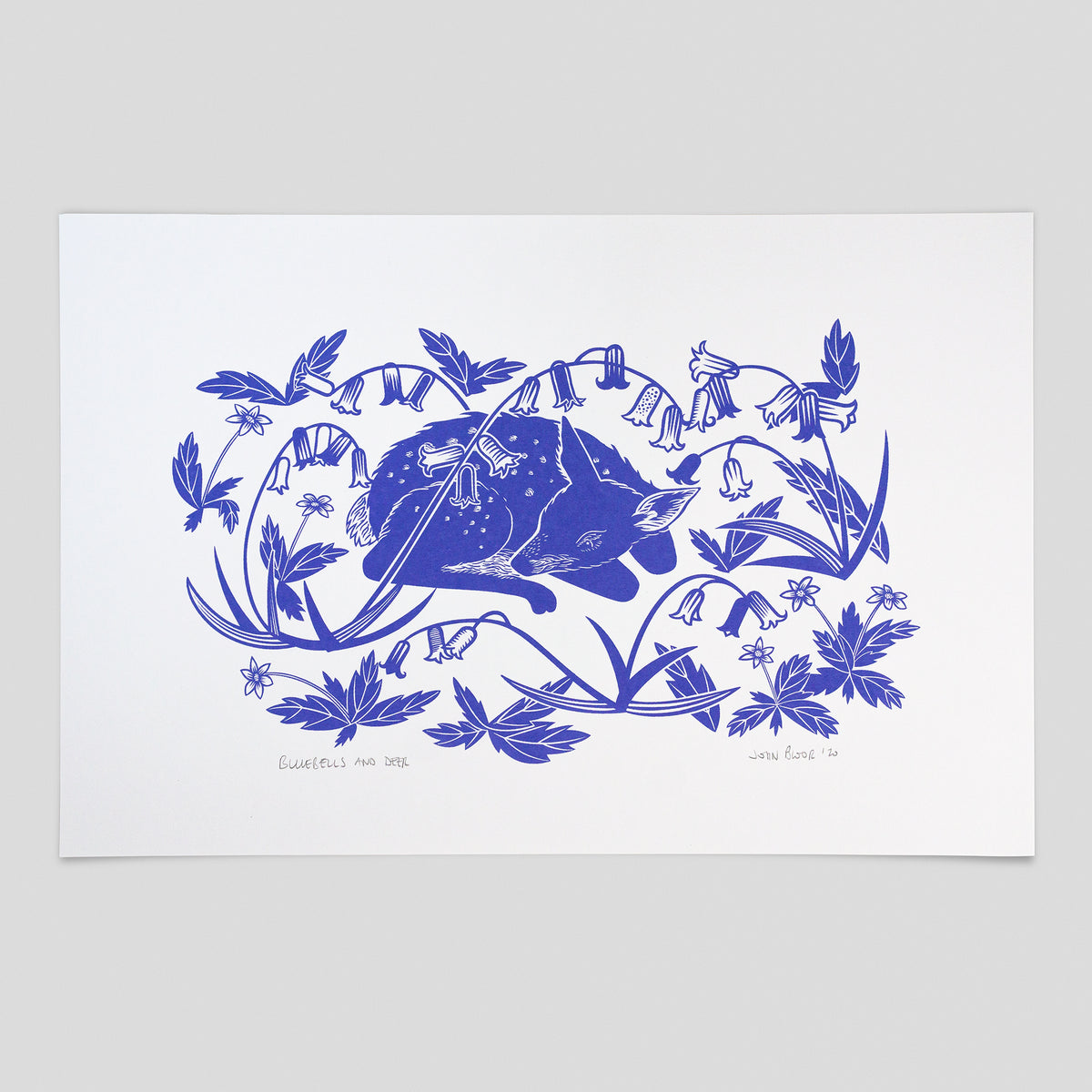 Bluebells and Deer hand pulled screenprint. It depicts a young fawn sleeping amongst bluebells. It is printed in a bluebell colour.
