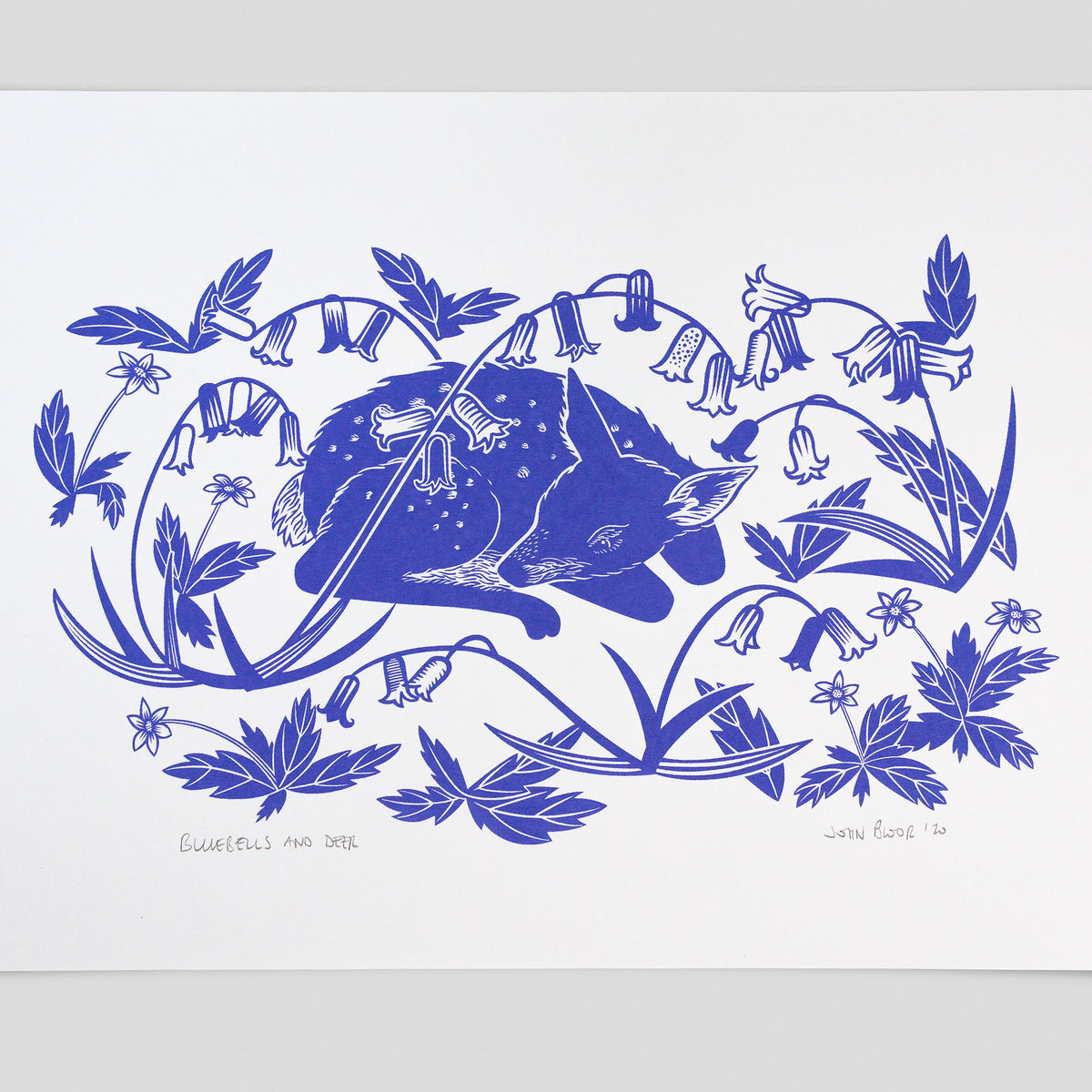 Bluebells and Deer hand pulled screenprint. It depicts a young fawn sleeping amongst bluebells. It is printed in bluebell.
