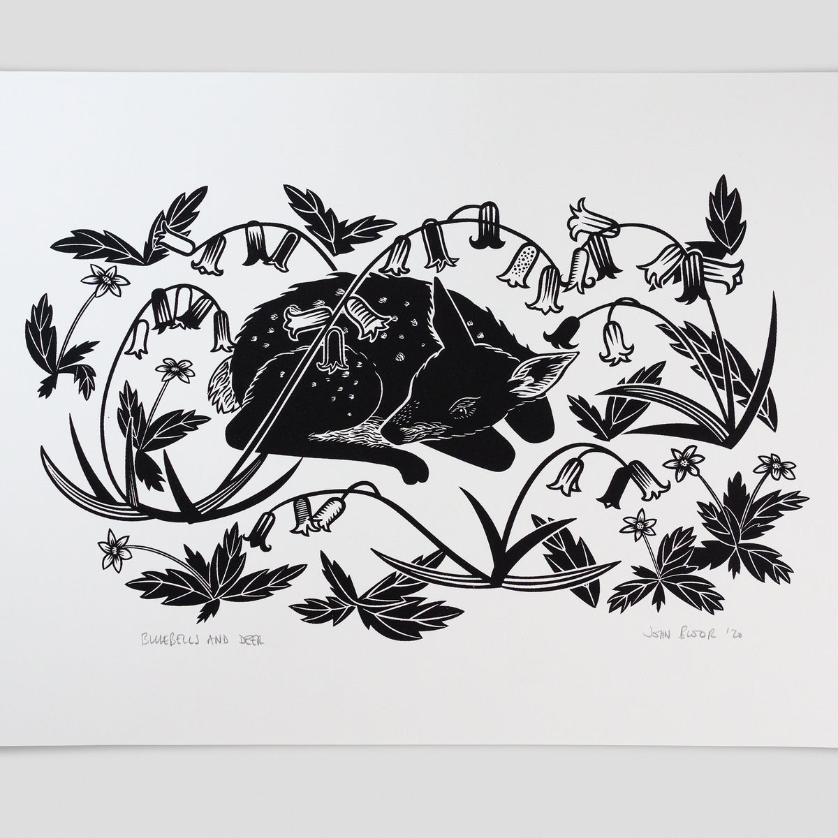Bluebells and Deer hand pulled screenprint. It depicts a young fawn sleeping amongst bluebells. It is printed in black.